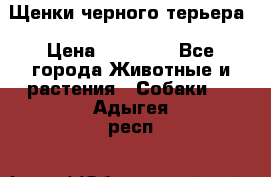 Щенки черного терьера › Цена ­ 35 000 - Все города Животные и растения » Собаки   . Адыгея респ.